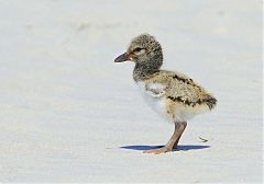 American Oystercatcher